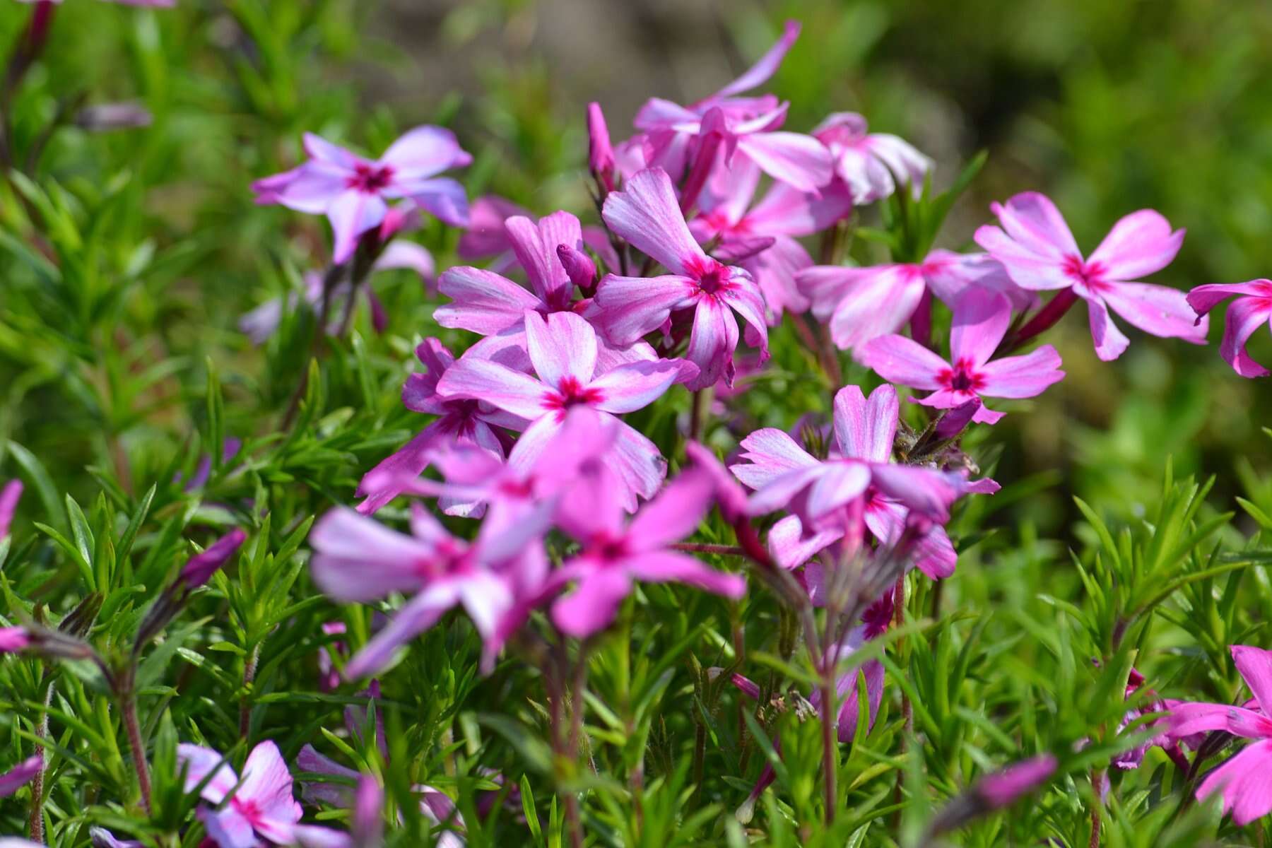 Image of moss phlox