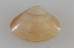 Image of Atlantic surf clam