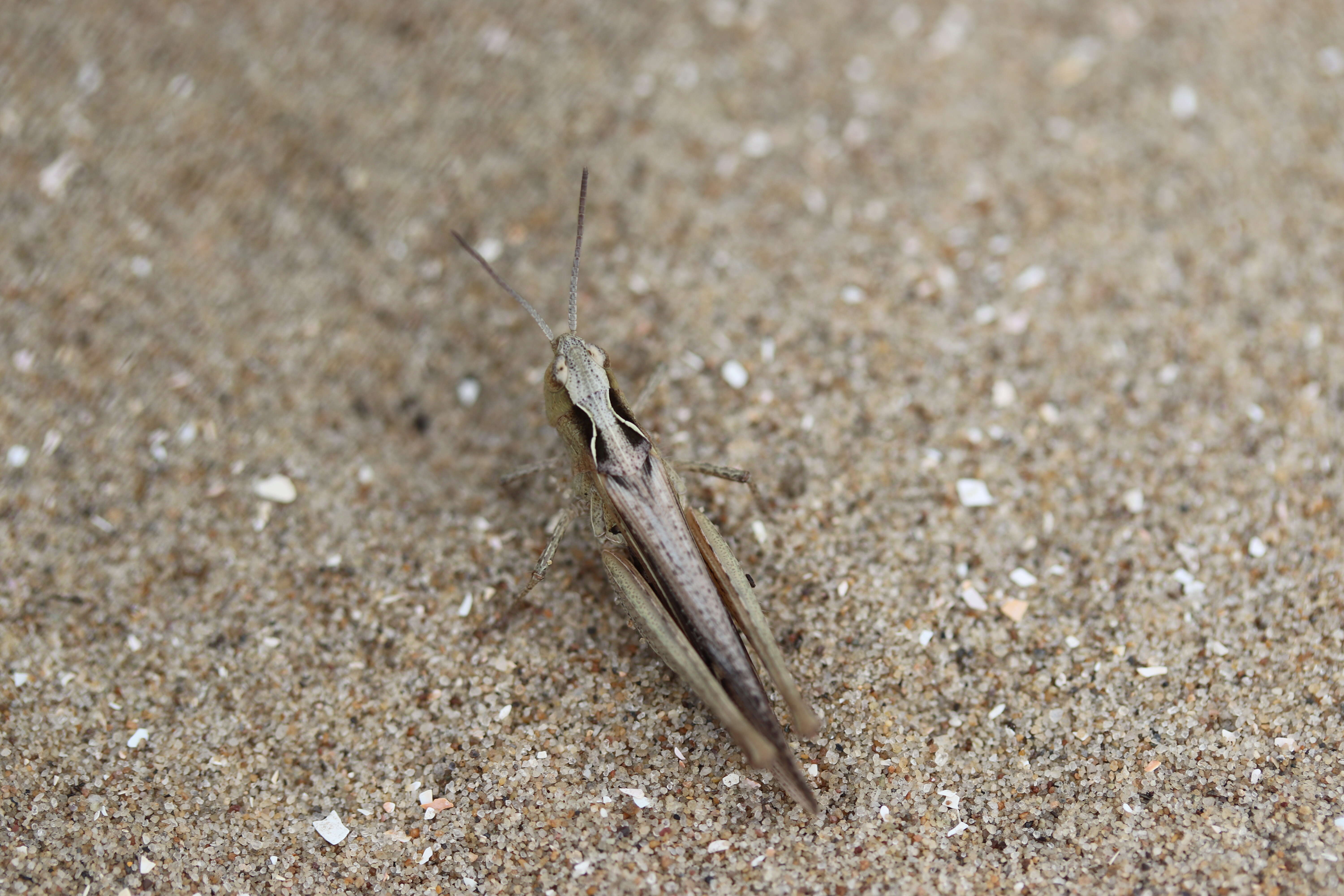 Chorthippus (Glyptobothrus) biguttulus (Linnaeus 1758) resmi