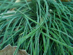 Image of Mondo Grass