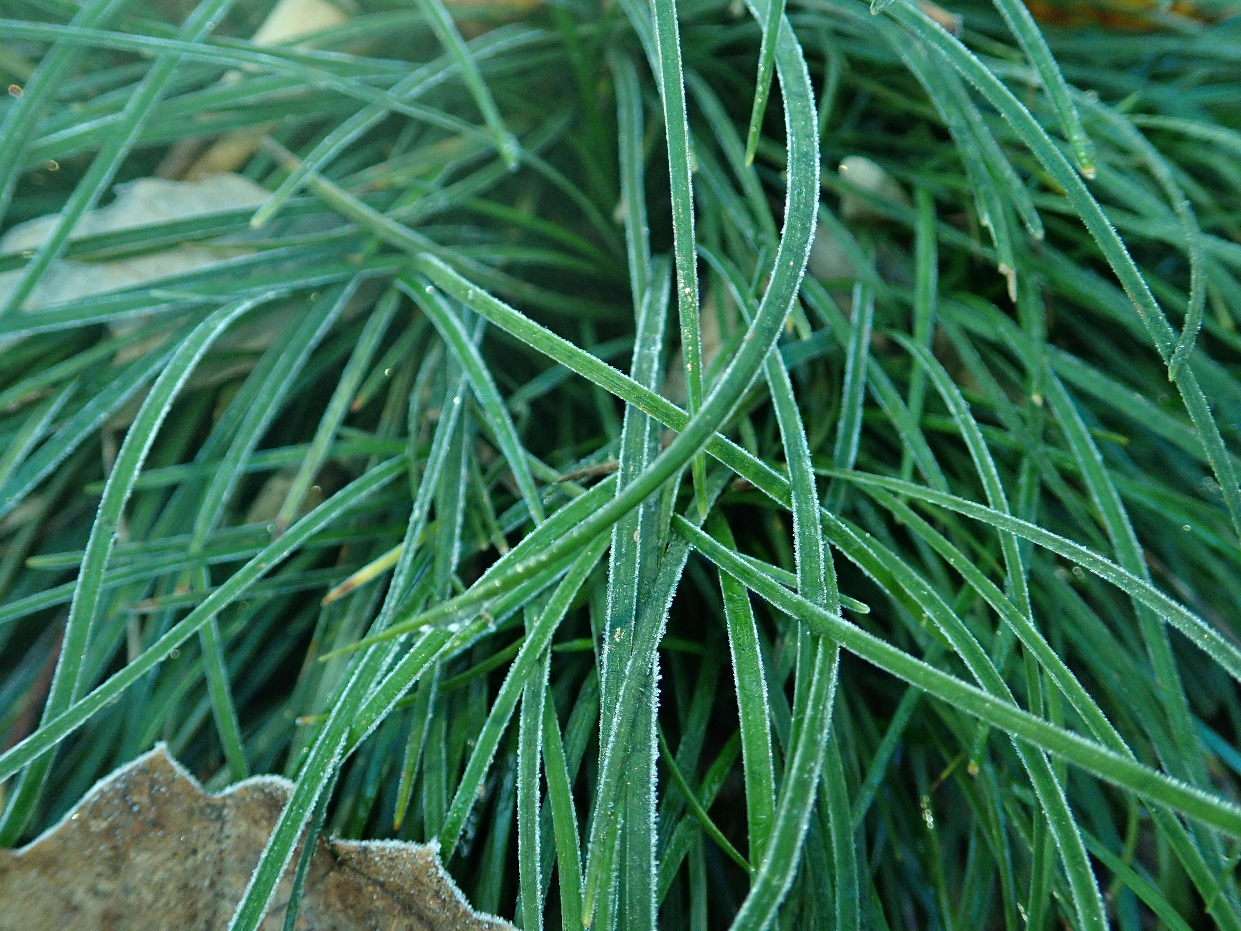 Image of Mondo Grass