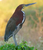 Image of Rufescent Tiger Heron