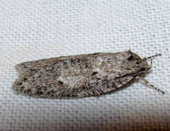 Image of Dull Flatbody Moth