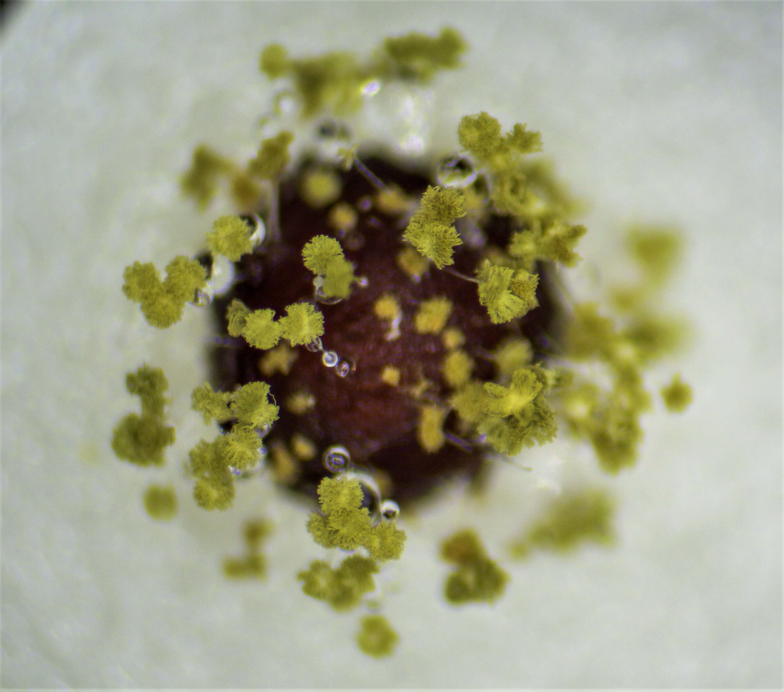 Image of Aspergillus