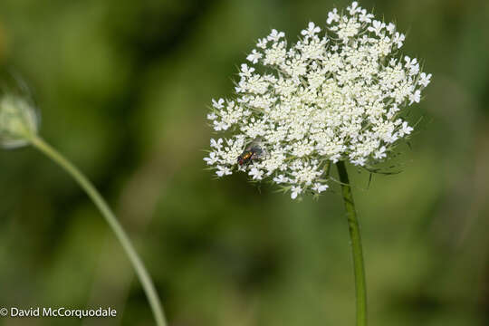 Image of Queen Anne's lace