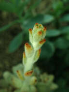 Image of Kalanchoe tomentosa Baker