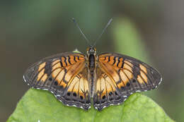 Image of Junonia sophia Fabricius 1793