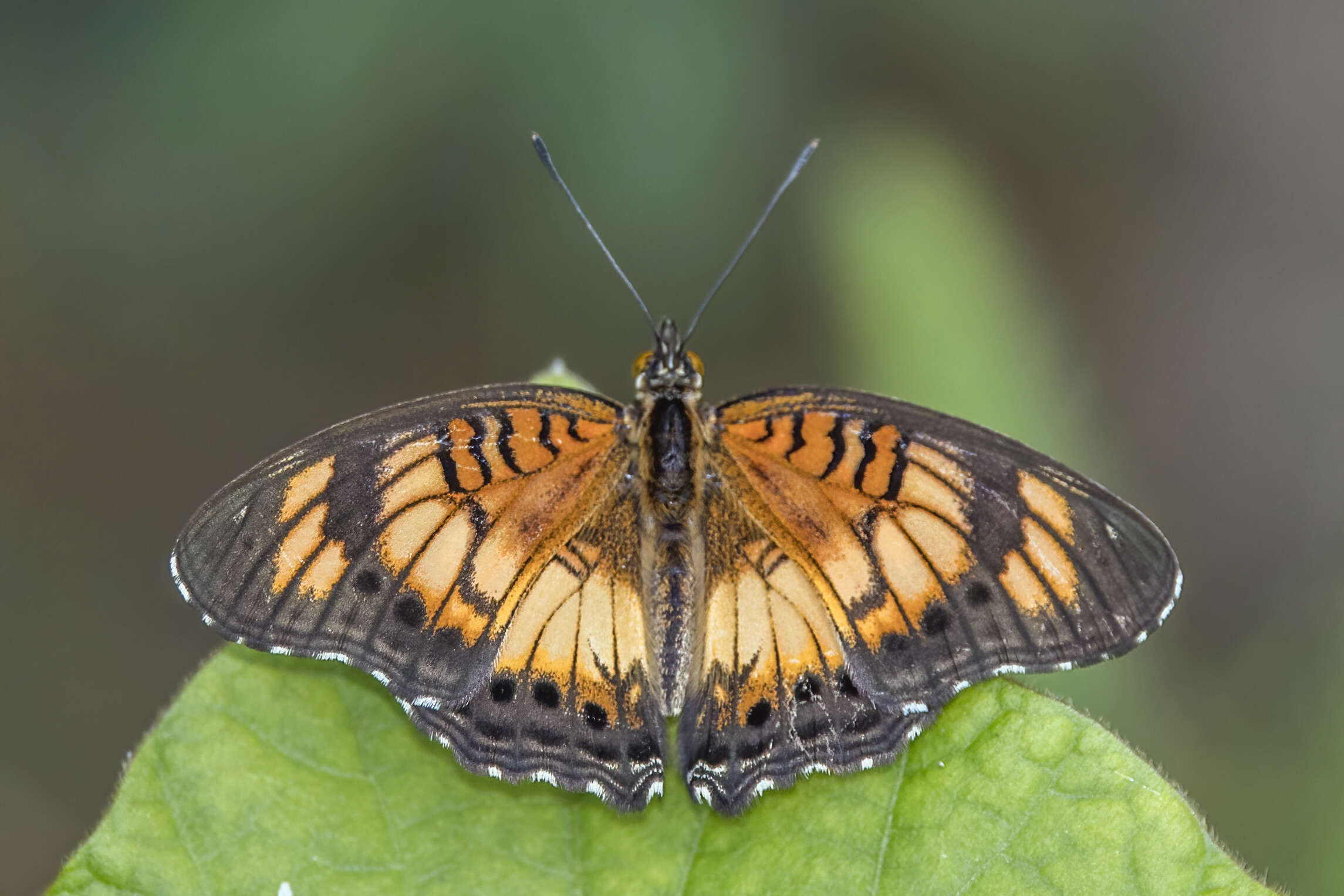 Image of Junonia sophia Fabricius 1793