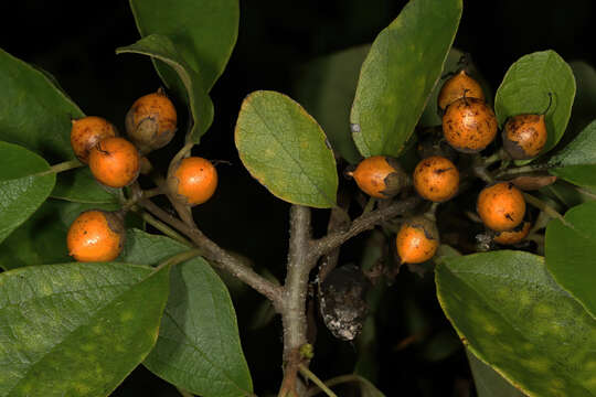 Image of Grey-leaved cordia