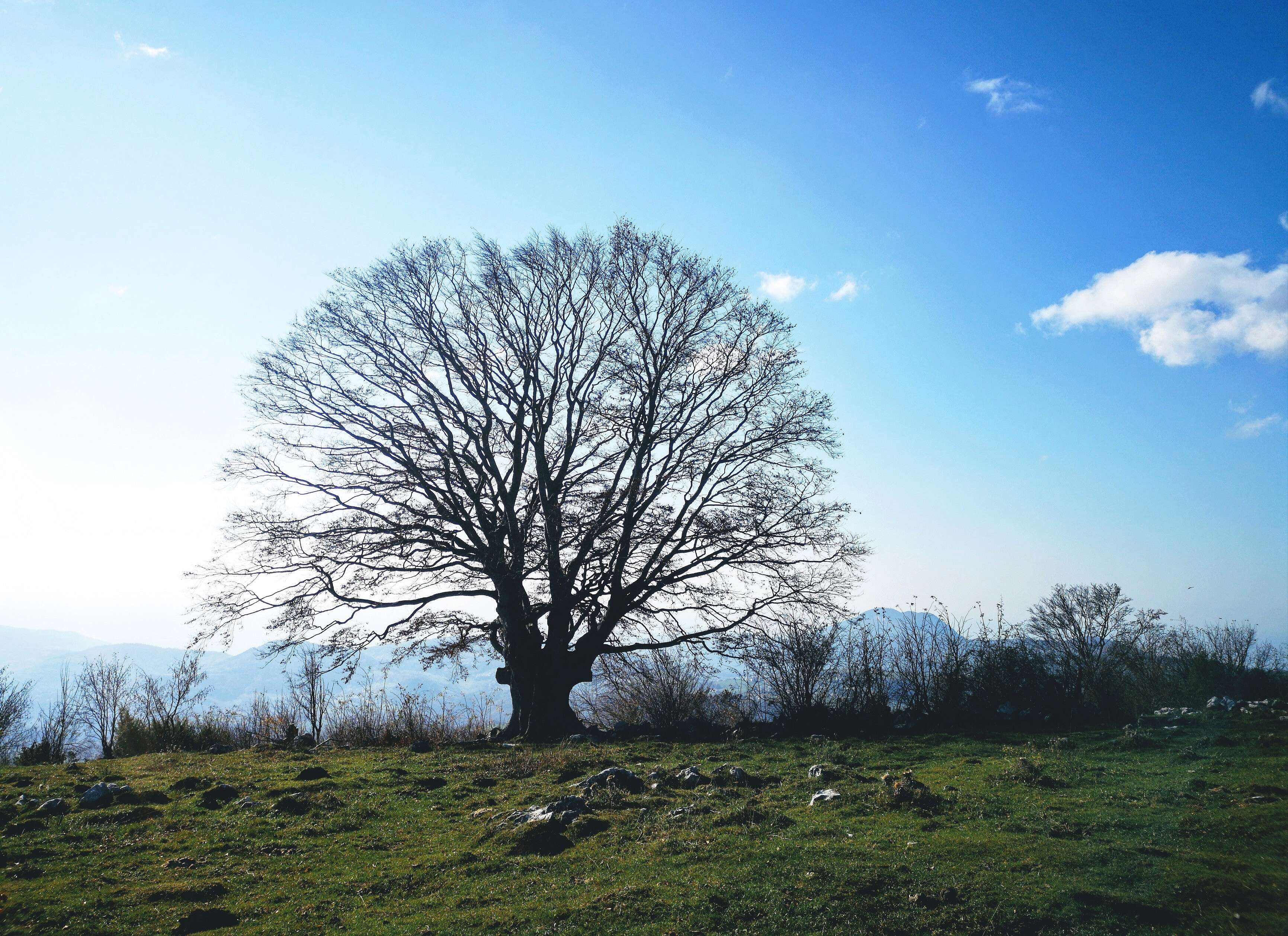 Image of European beech