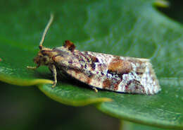 Image de Argyrotaenia velutinana Walker 1863