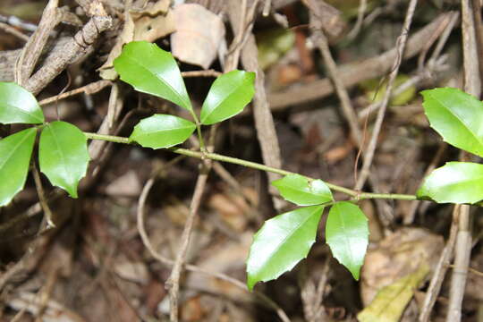 Image of Tetrastigma nitens (F. Müll.) Planchon