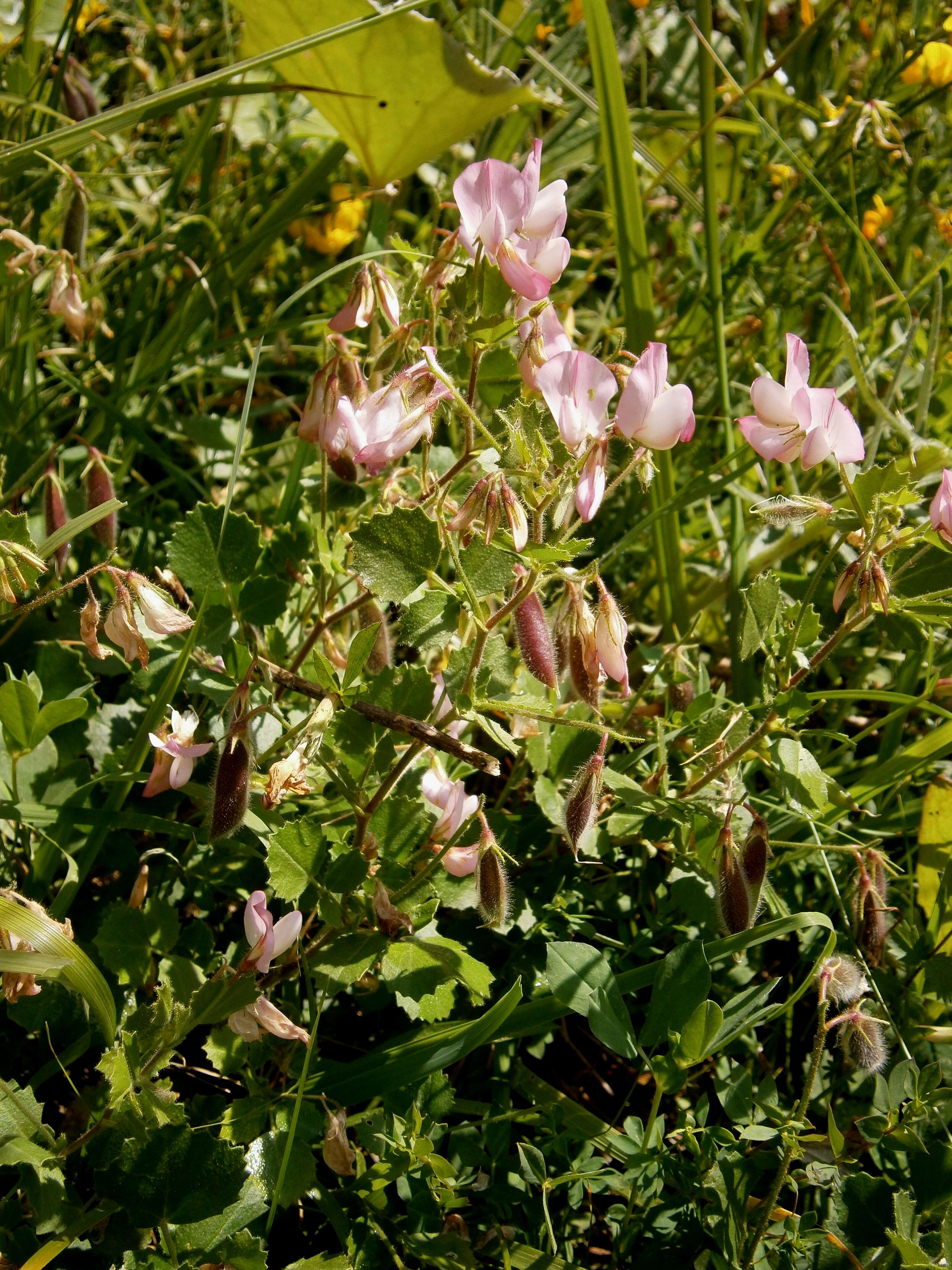 Ononis rotundifolia L.的圖片