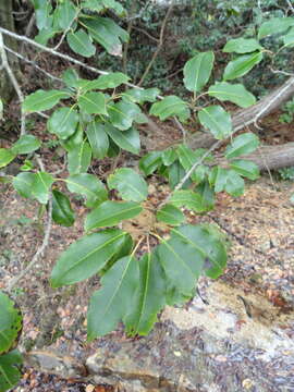 Image of Ilex pedunculosa Miq.