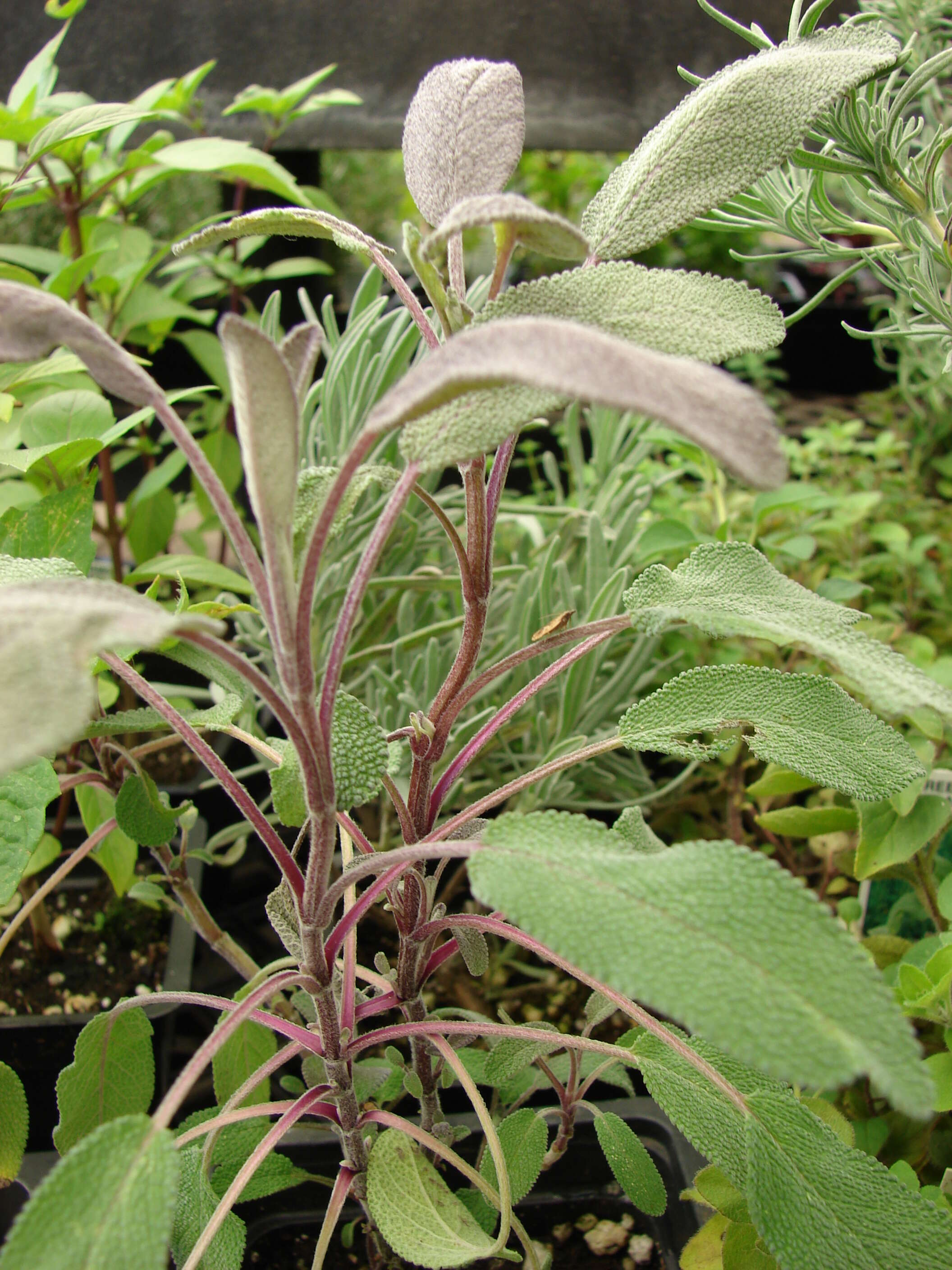 Imagem de Salvia officinalis L.