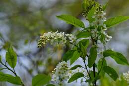 Image of Bird Cherry