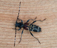 Image of grey-coated longhorn beetle