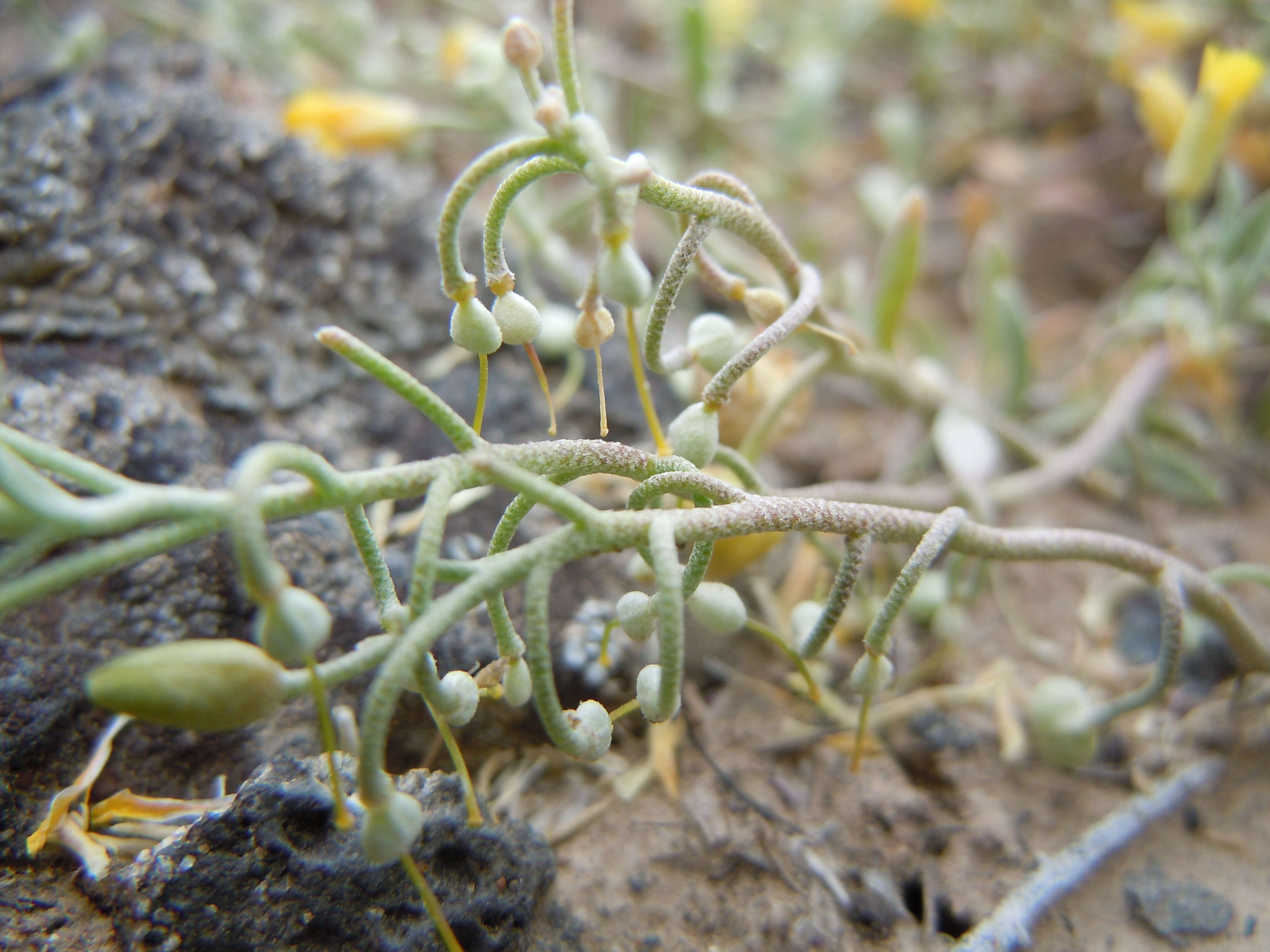 Plancia ëd Physaria ludoviciana (Nutt.) O'Kane & Al-Shehbaz