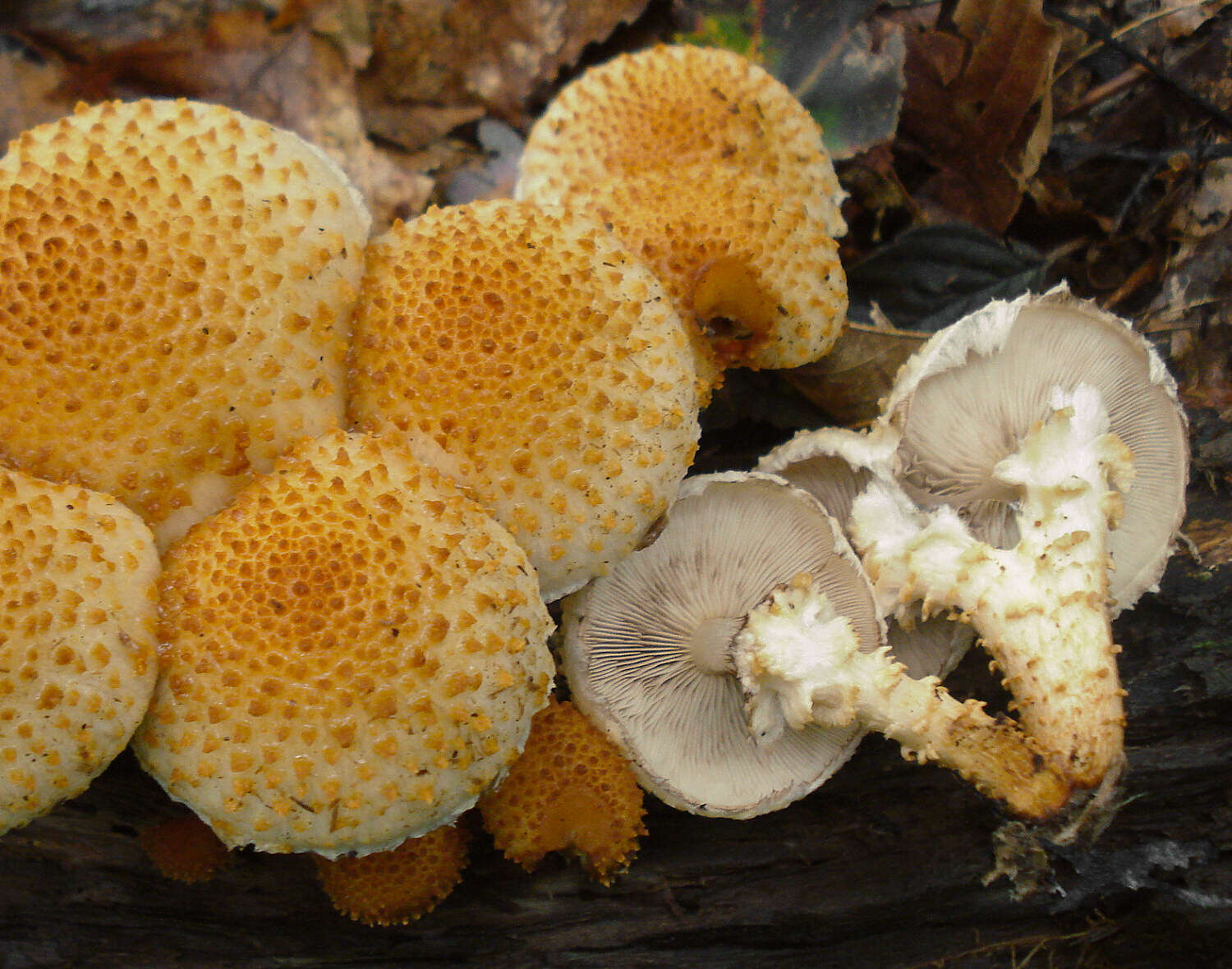 Image of Pholiota squarrosoides (Peck) Sacc. 1887