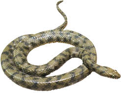 Image of Dice Snake