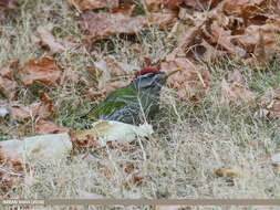 Image of Scaly-bellied Woodpecker