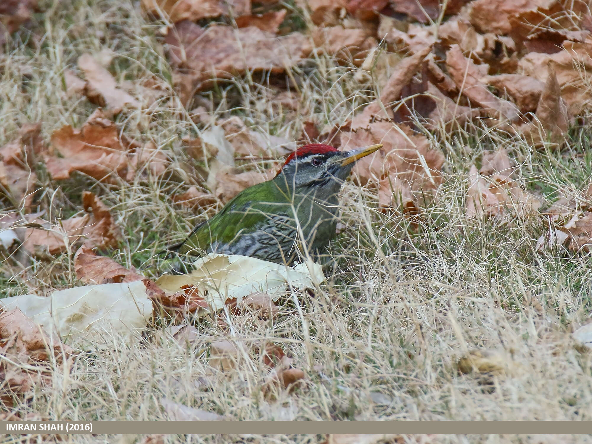 Image of Scaly-bellied Woodpecker