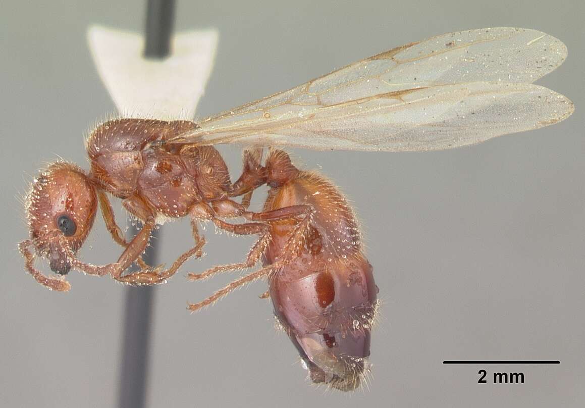 Solenopsis geminata (Fabricius 1804) resmi