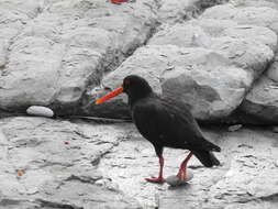 Image of Variable Oystercatcher