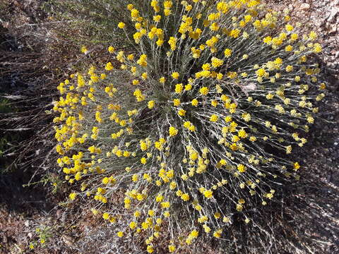 Image of yellow amaranth