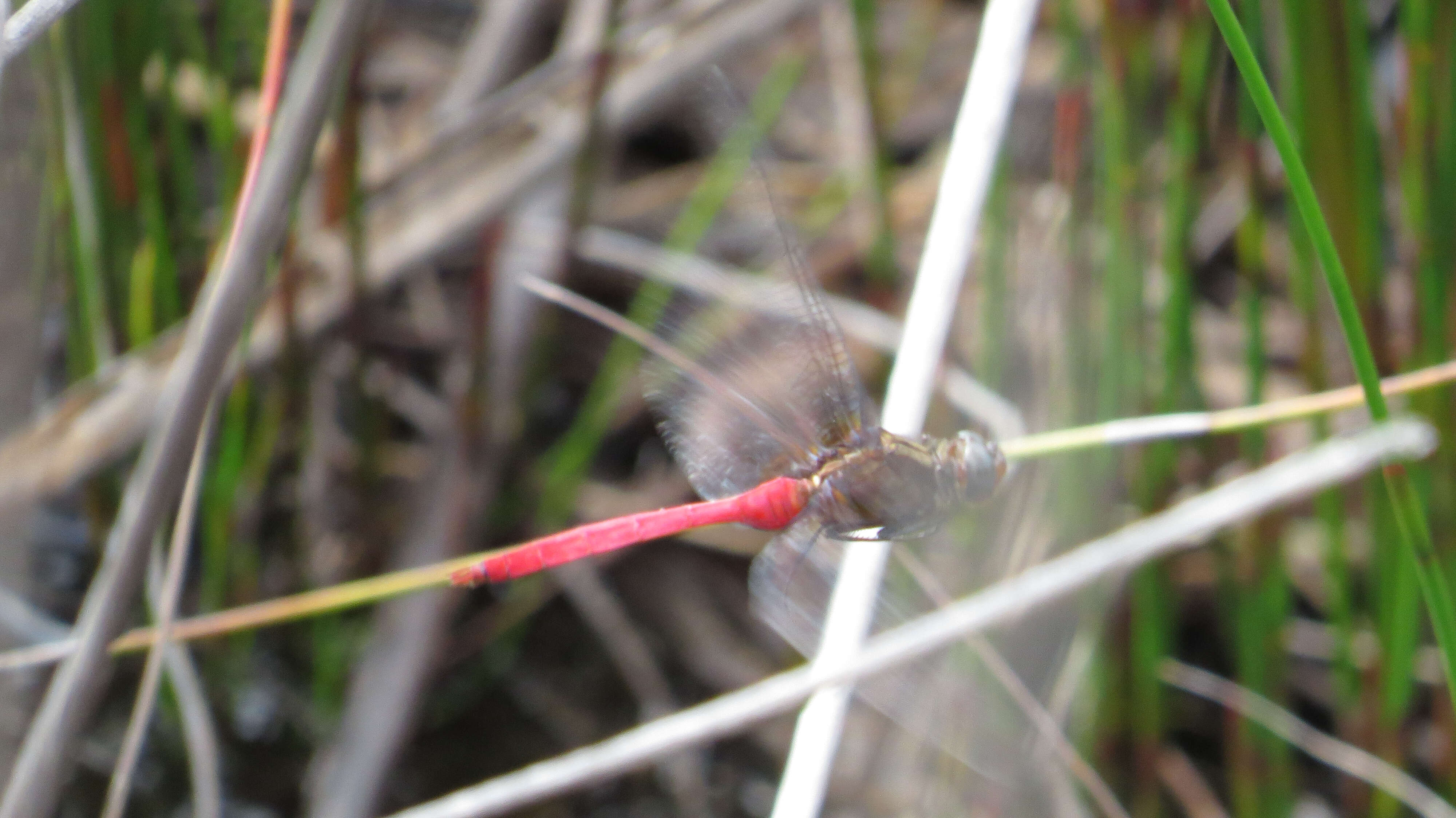 Image of Orthetrum villosovittatum (Brauer 1868)