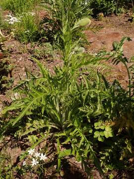 Image of Oriental poppy