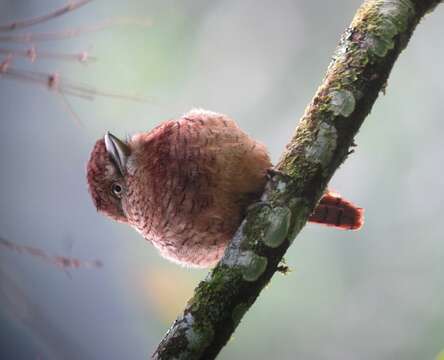 Image of Barred Puffbird