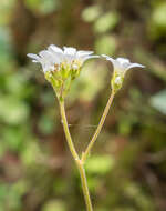 Image of Meadow Saxifrage