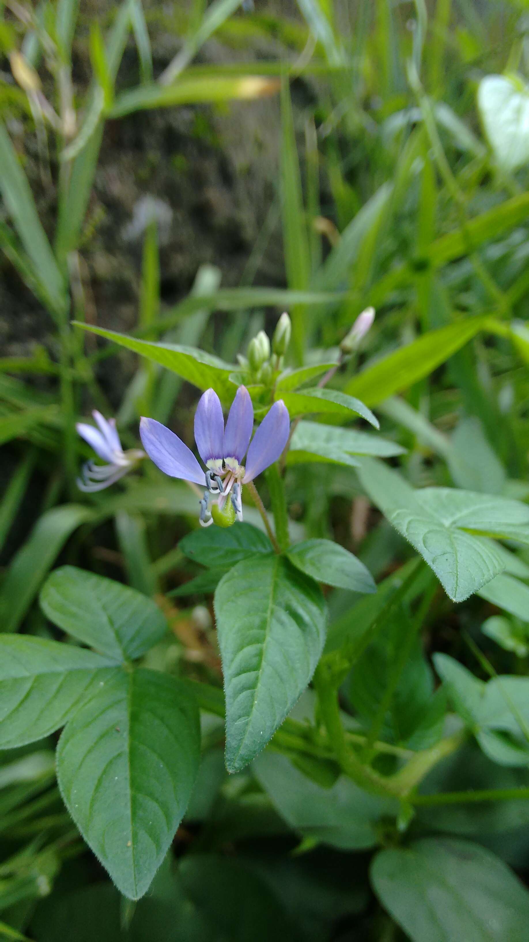 Image of fringed spiderflower