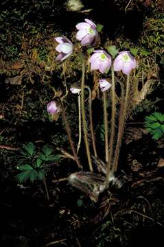 Image of roundlobe hepatica