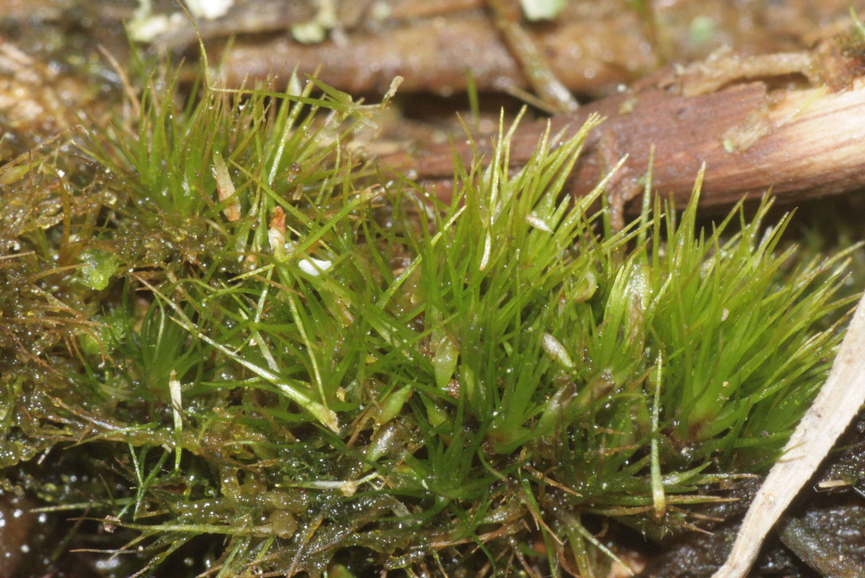 Image of campylopus moss