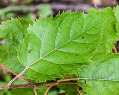 Image of wineberry