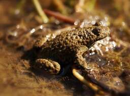 Image of Yellow–bellied Toad