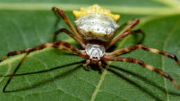 Image of Silver Argiope