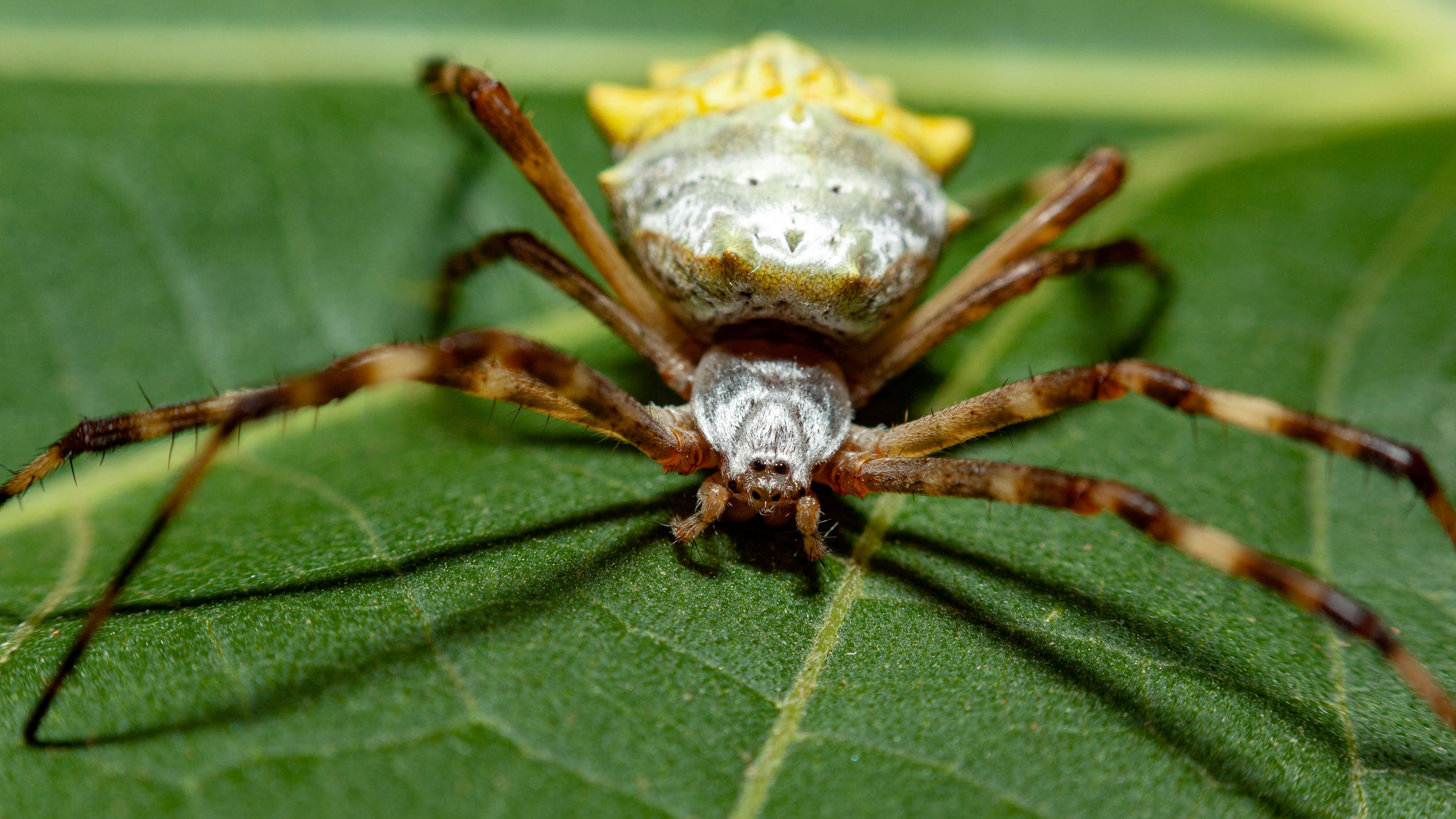 Image of Silver Argiope