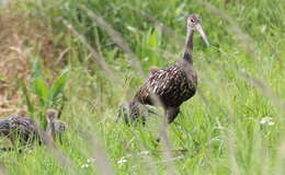 Image of limpkins