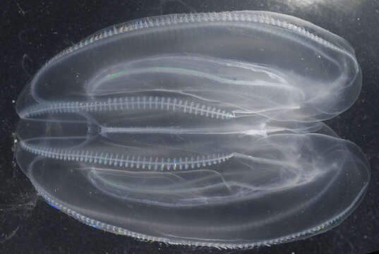 Image of comb jelly