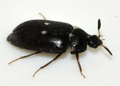 Image of Fur beetle