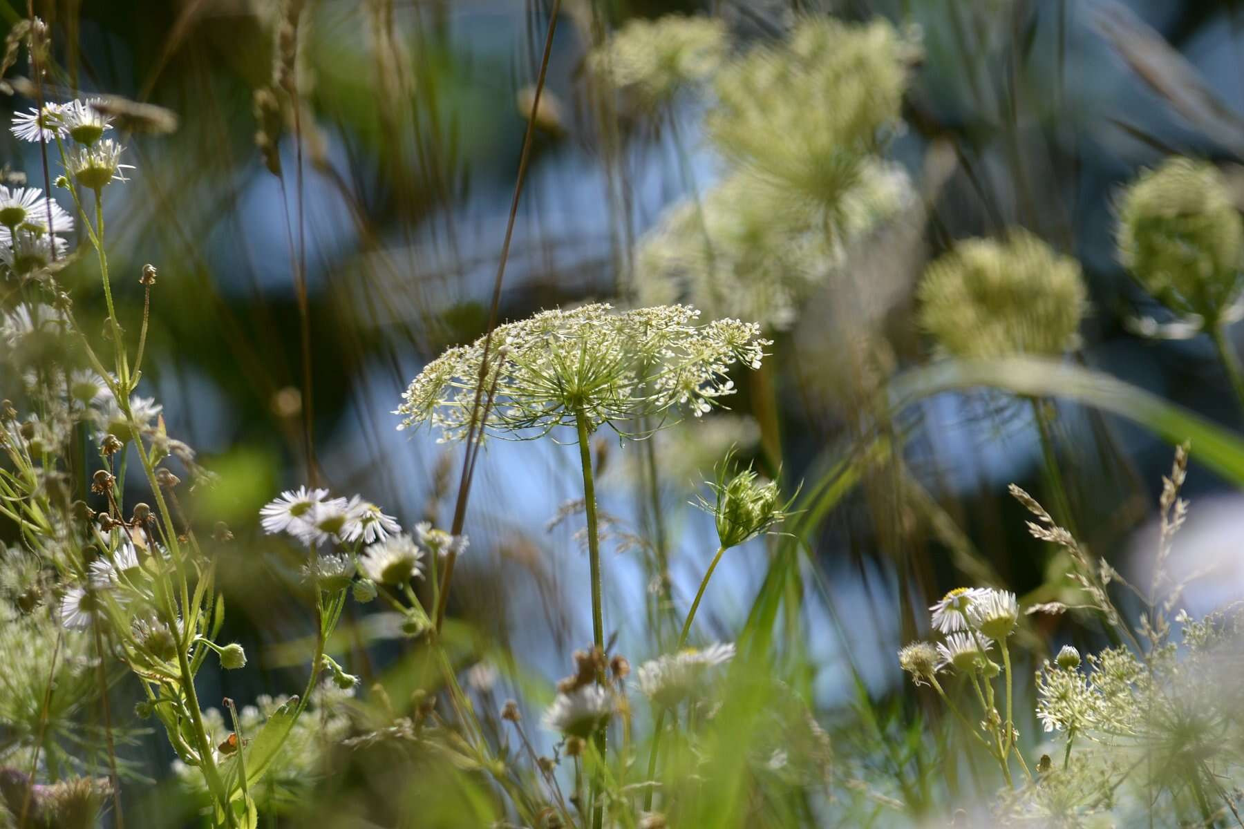 Image of Queen Anne's lace