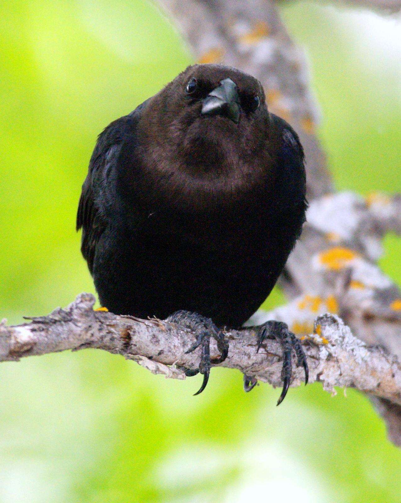 Image of Brown-headed Cowbird