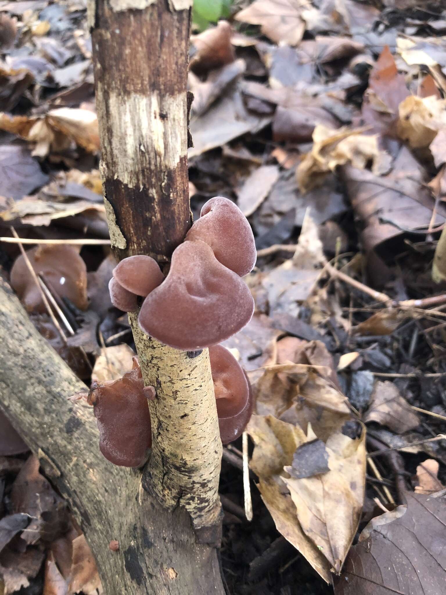 Image of ear fungus