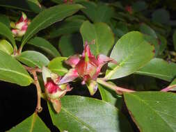 Image of Stewartia rostrata Spongberg