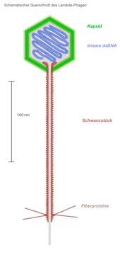 Image of Enterobacteria phage lambda