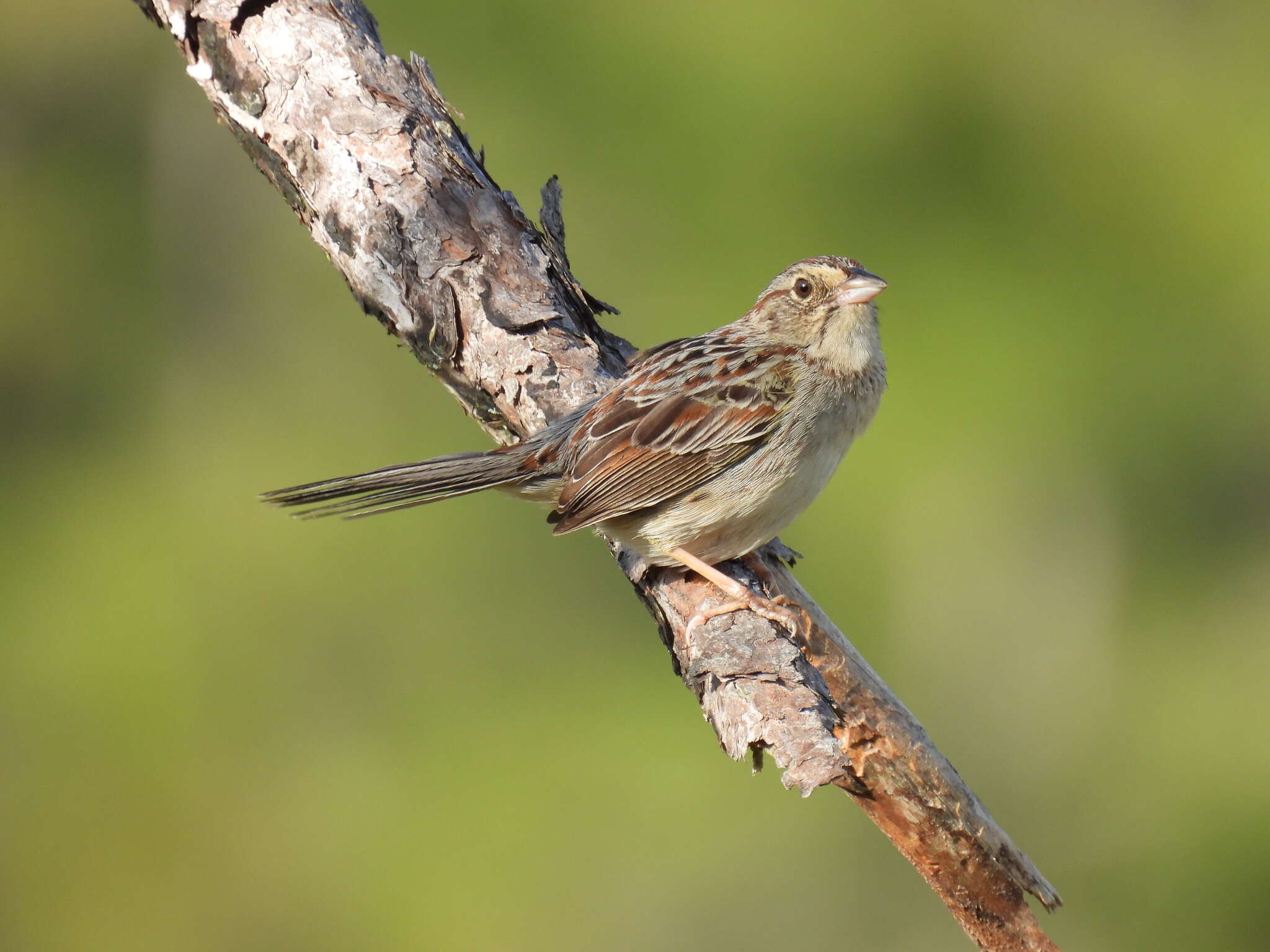 Image de Bruant des pinèdes