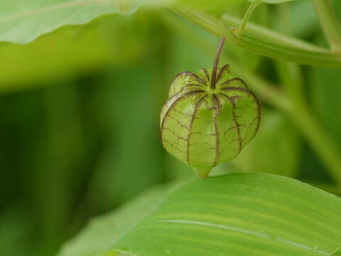 Image of cutleaf groundcherry